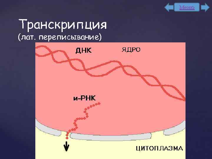 Меню Транскрипция (лат. переписывание) 