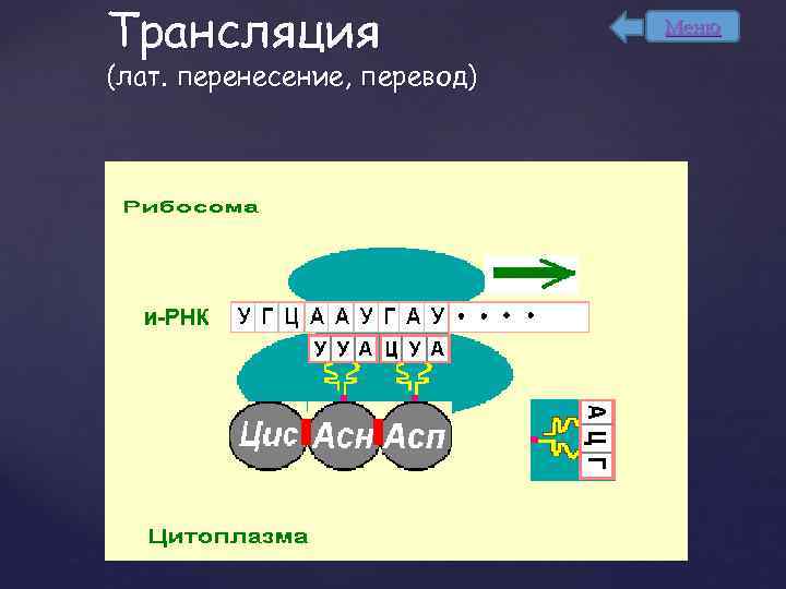 Трансляция (лат. перенесение, перевод) Меню 
