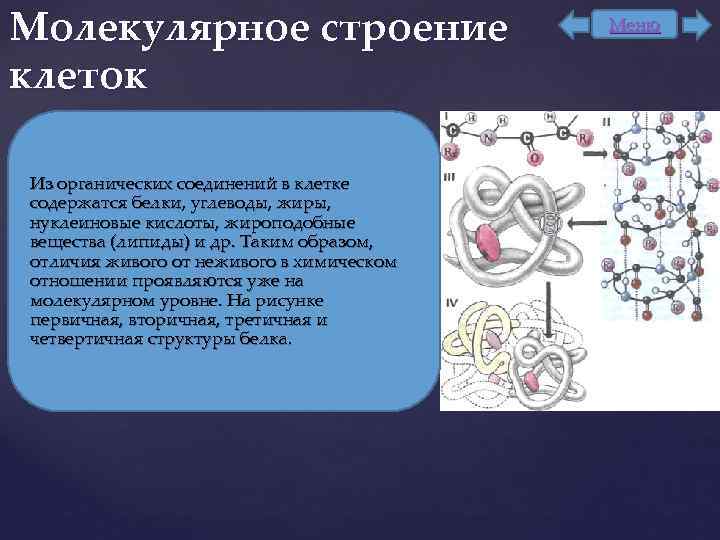 Молекулярное строение клеток Из органических соединений в клетке содержатся белки, углеводы, жиры, нуклеиновые кислоты,