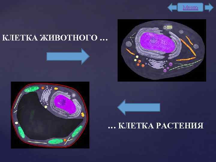 Меню КЛЕТКА ЖИВОТНОГО … … КЛЕТКА РАСТЕНИЯ 