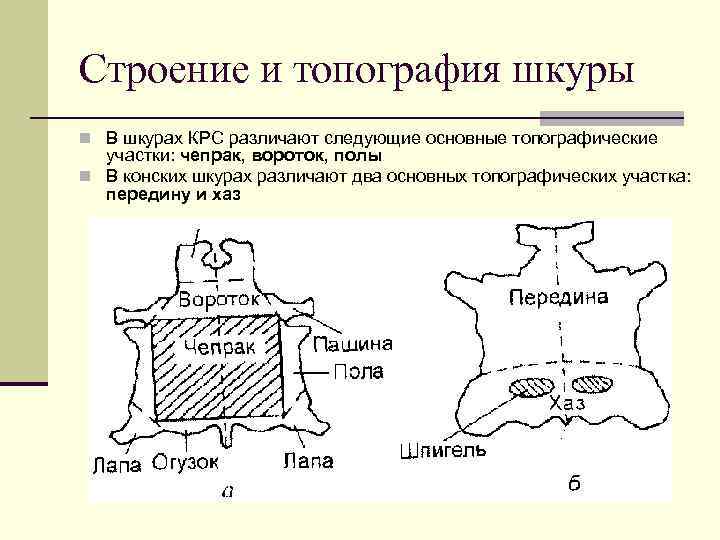 Строение и топография шкуры n В шкурах КРС различают следующие основные топографические участки: чепрак,