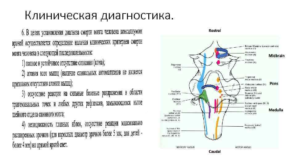 Клиническая диагностика. 