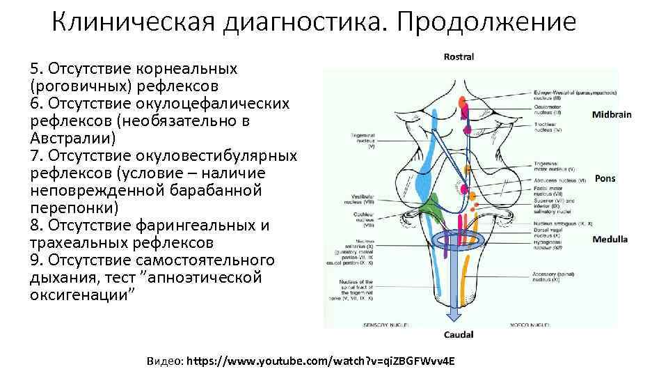 Клиническая диагностика. Продолжение 5. Отсутствие корнеальных (роговичных) рефлексов 6. Отсутствие окулоцефалических рефлексов (необязательно в