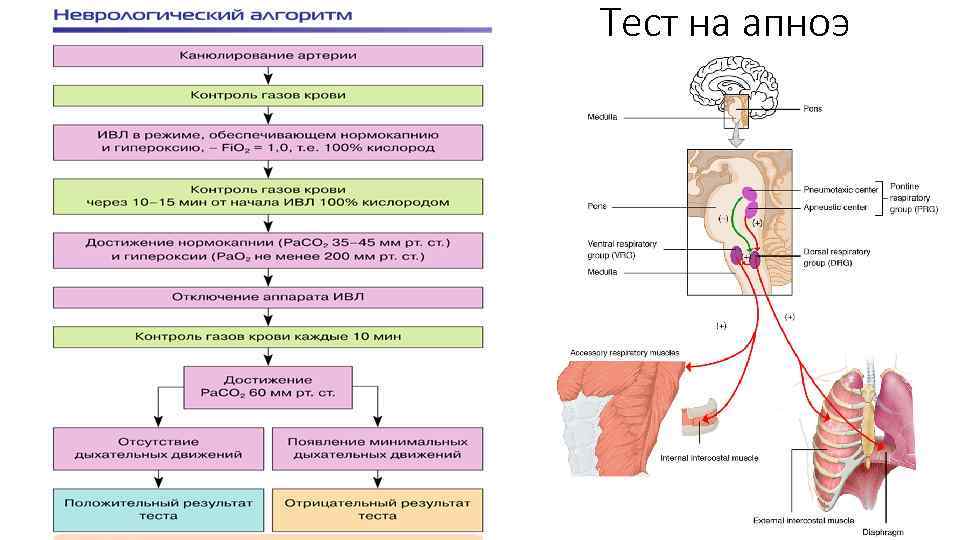 Тест на апноэ 