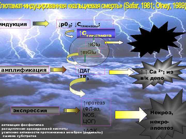 индукция ↓р02; ↓Сглюкозы; ↑Сглютамата ↑i. Glu ↑m. Glu амплификация экспрессия ↑ДАГ ↑IP 3 ↑протеаз