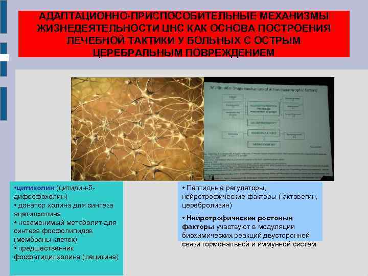 АДАПТАЦИОННО-ПРИСПОСОБИТЕЛЬНЫЕ МЕХАНИЗМЫ ЖИЗНЕДЕЯТЕЛЬНОСТИ ЦНС КАК ОСНОВА ПОСТРОЕНИЯ ЛЕЧЕБНОЙ ТАКТИКИ У БОЛЬНЫХ С ОСТРЫМ ЦЕРЕБРАЛЬНЫМ