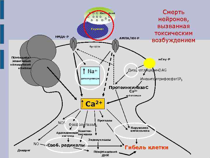 Смерть нейронов, вызванная токсическим возбуждением Окончание Глутамат НМДА-Р АМПА/КН-Р бугорок Потенциалзависимые кальциевые каналы м.