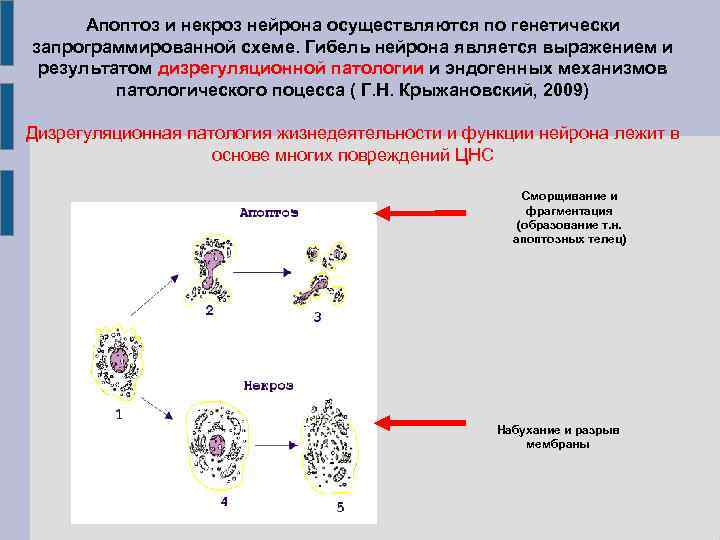 Апоптоз и некроз нейрона осуществляются по генетически запрограммированной схеме. Гибель нейрона является выражением и