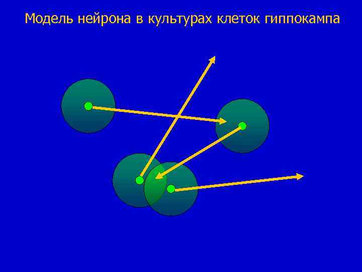 Модель нейрона в культурах клеток гиппокампа 