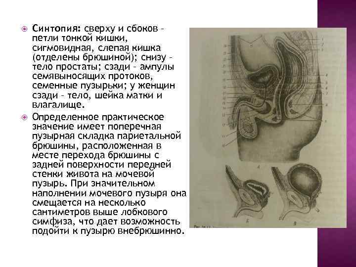  Синтопия: сверху и сбоков – петли тонкой кишки, сигмовидная, слепая кишка (отделены брюшиной);