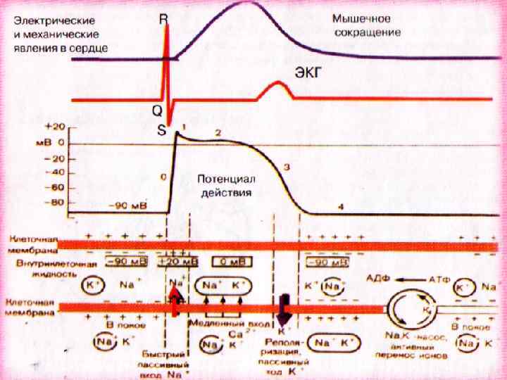 Электрические явления в сердце