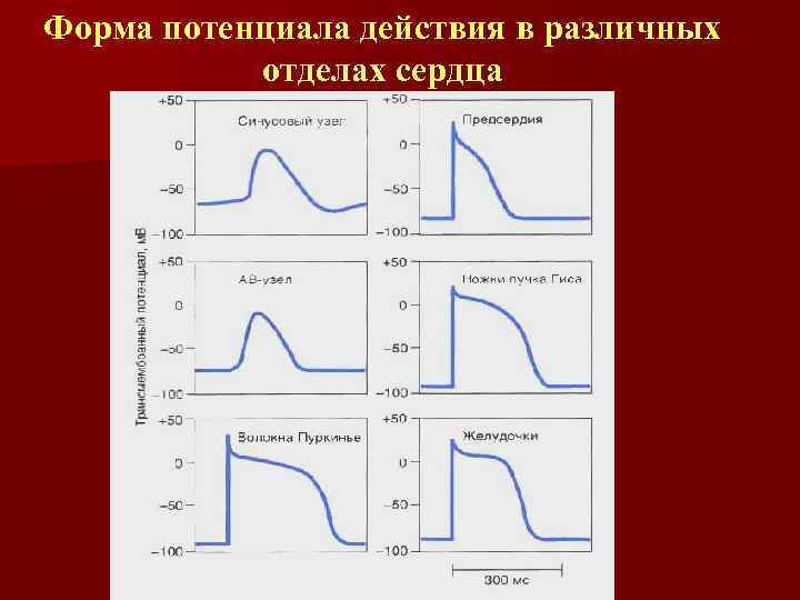 Форма потенциала действия в различных отделах сердца 