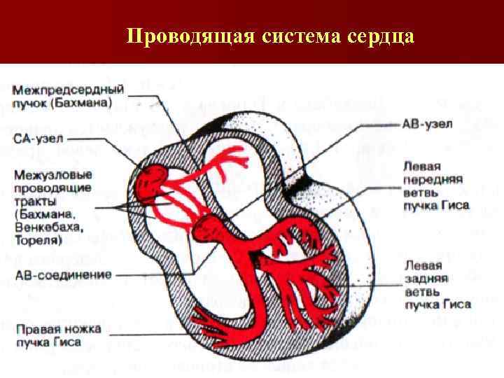 Проводящие пути сердца схема