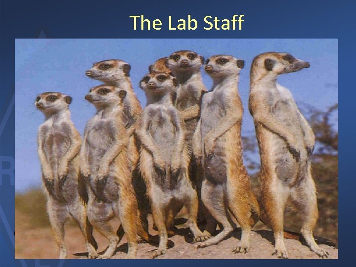 The Lab Staff 