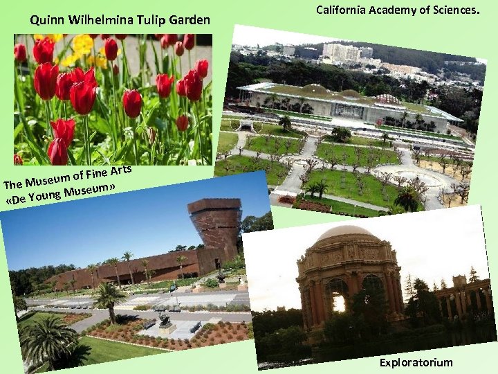 Quinn Wilhelmina Tulip Garden California Academy of Sciences. Arts m of Fine u The