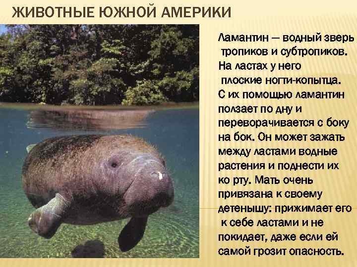 ЖИВОТНЫЕ ЮЖНОЙ АМЕРИКИ Ламантин — водный зверь тропиков и субтропиков. На ластах у него