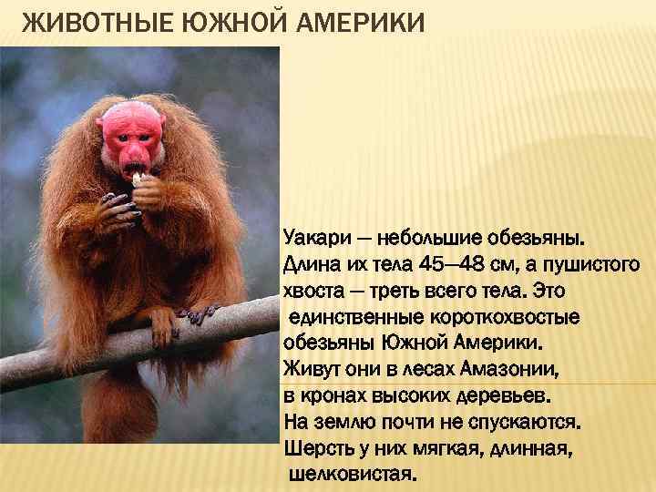 ЖИВОТНЫЕ ЮЖНОЙ АМЕРИКИ Уакари — небольшие обезьяны. Длина их тела 45— 48 см, а
