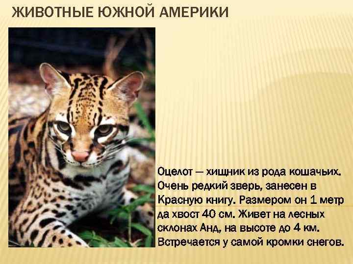 ЖИВОТНЫЕ ЮЖНОЙ АМЕРИКИ Оцелот — хищник из рода кошачьих. Очень редкий зверь, занесен в