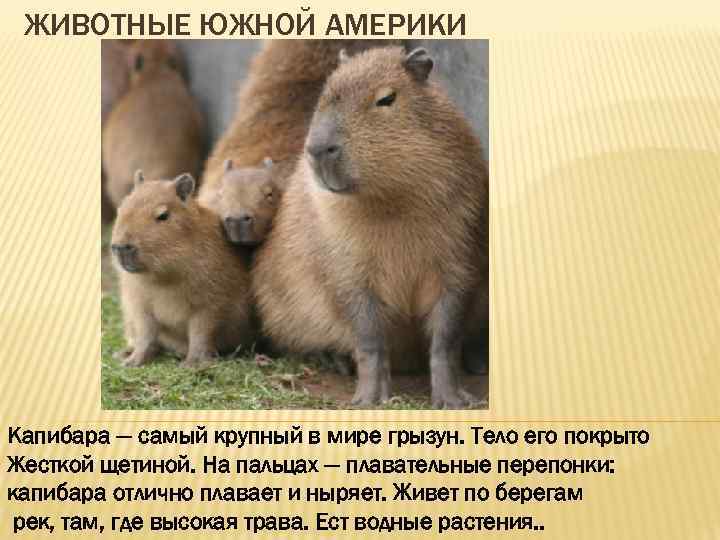 ЖИВОТНЫЕ ЮЖНОЙ АМЕРИКИ Капибара — самый крупный в мире грызун. Тело его покрыто Жесткой