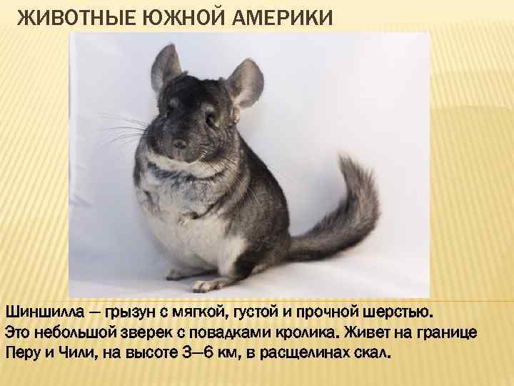 ЖИВОТНЫЕ ЮЖНОЙ АМЕРИКИ Шиншилла — грызун с мягкой, густой и прочной шерстью. Это небольшой
