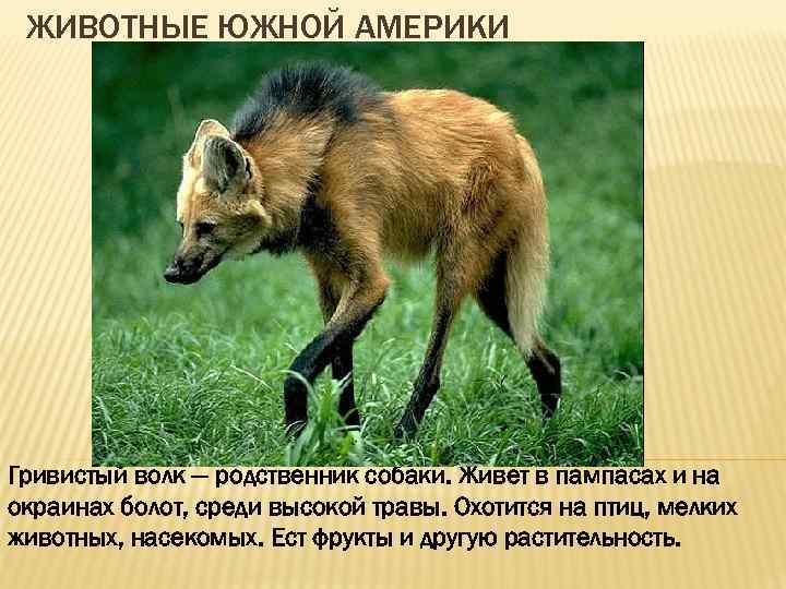 ЖИВОТНЫЕ ЮЖНОЙ АМЕРИКИ Гривистый волк — родственник собаки. Живет в пампасах и на окраинах