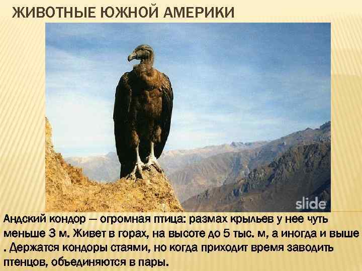 ЖИВОТНЫЕ ЮЖНОЙ АМЕРИКИ Андский кондор — огромная птица: размах крыльев у нее чуть меньше