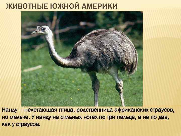 ЖИВОТНЫЕ ЮЖНОЙ АМЕРИКИ Нанду — нелетающая птица, родственница африканских страусов, но мельче. У нанду