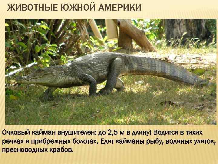 ЖИВОТНЫЕ ЮЖНОЙ АМЕРИКИ Очковый кайман внушителен: до 2, 5 м в длину! Водится в