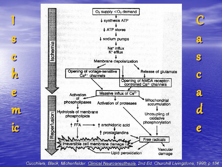 I s c h e m ic C a s c a d e