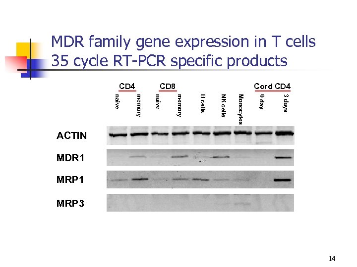 MDR family gene expression in T cells 35 cycle RT-PCR specific products CD 4