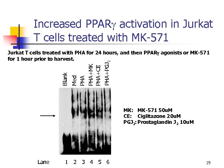 Increased PPARg activation in Jurkat T cells treated with MK-571 PHA+PGJ 2 Med PHA+MK