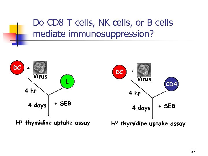 Do CD 8 T cells, NK cells, or B cells mediate immunosuppression? DC +