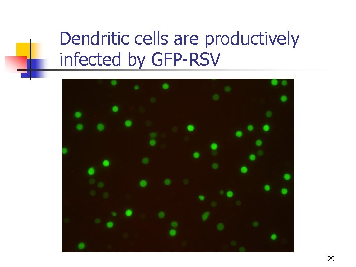 Dendritic cells are productively infected by GFP-RSV 29 