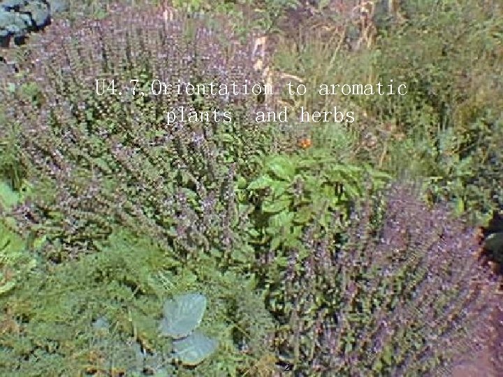 U 4. 7, Orientation to aromatic plants and herbs 王松良博士 agroecology-s 3 -u 4.