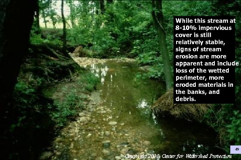 While this stream at 8 -10% impervious cover is still relatively stable, signs of