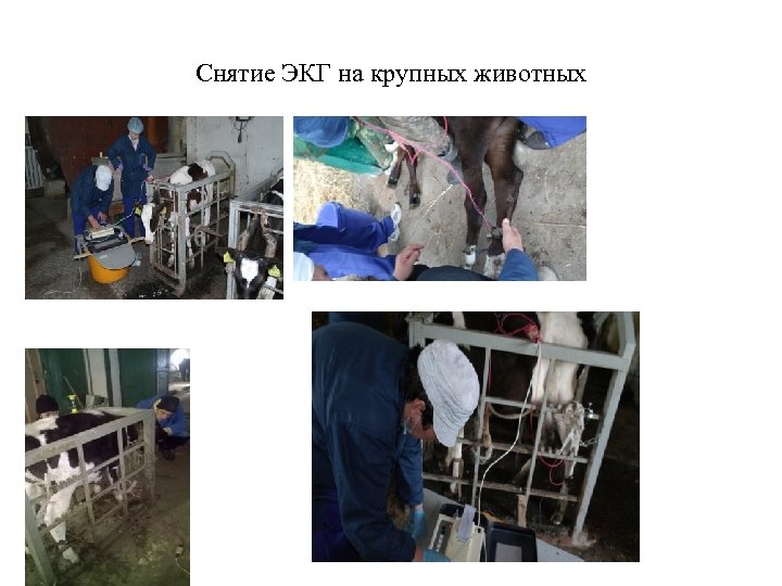 Снятие ЭКГ на крупных животных 