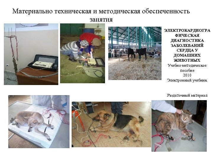 Материально техническая и методическая обеспеченность занятия ЭЛЕКТРОКАРДИОГРА ФИЧЕСКАЯ ДИАГНОСТИКА ЗАБОЛЕВАНИЙ СЕРДЦА У ДОМАШНИХ ЖИВОТНЫХ