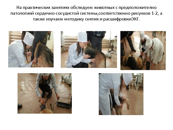 На практических занятиях обследуем животных с предположително патологией сердечно-сосудистой системы, соответственно рисунков 1 -2,