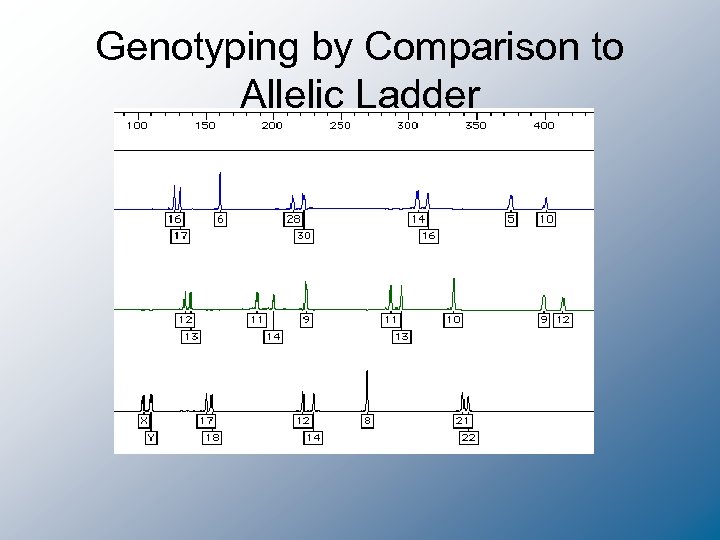 Genotyping by Comparison to Allelic Ladder 