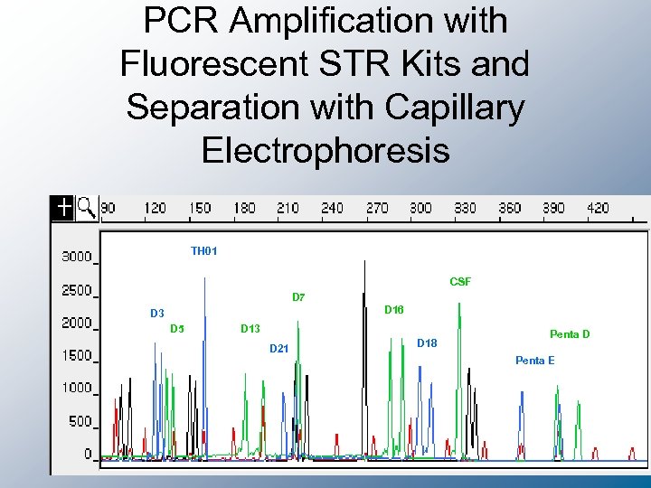 PCR Amplification with Fluorescent STR Kits and Separation with Capillary Electrophoresis TPOX TH 01