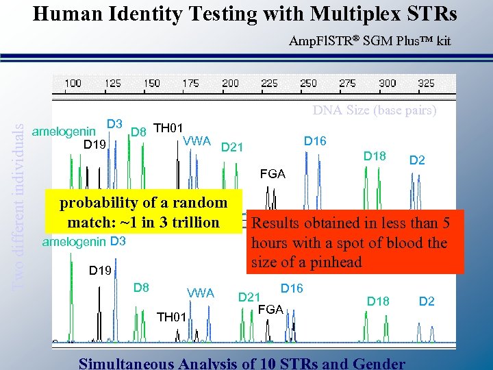 Human Identity Testing with Multiplex STRs Two different individuals Amp. Fl. STR® SGM Plus™