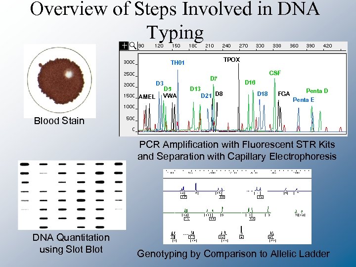 Overview of Steps Involved in DNA Typing TPOX TH 01 D 3 AMEL D