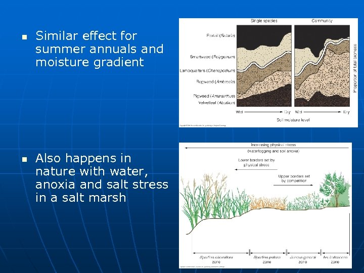n n Similar effect for summer annuals and moisture gradient Also happens in nature
