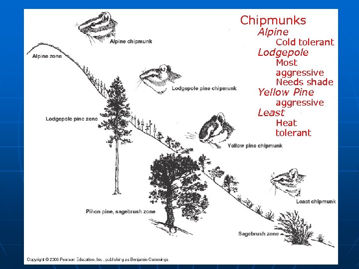 Chipmunks Alpine Cold tolerant Lodgepole Most aggressive Needs shade Yellow Pine aggressive Least Heat
