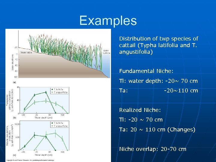 Examples Distribution of twp species of cattail (Typha latifolia and T. angustifolia) Fundamental Niche: