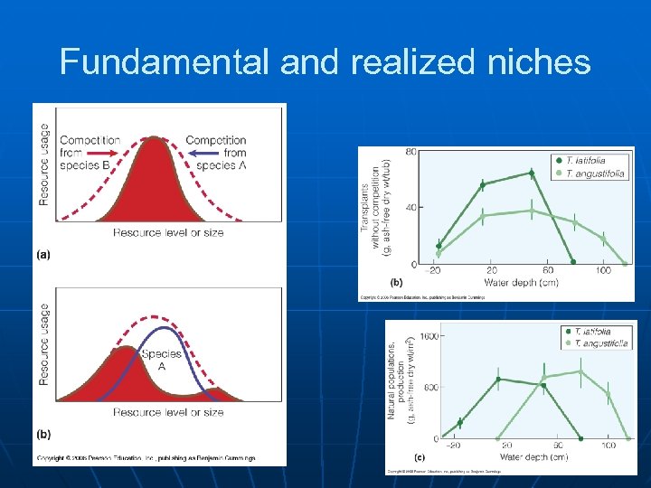 Fundamental and realized niches 