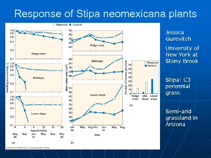 Response of Stipa neomexicana plants Jessica Gurevitch University of New York at Stony Brook