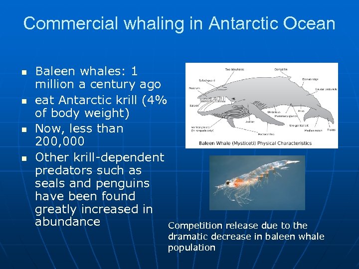 Commercial whaling in Antarctic Ocean n n Baleen whales: 1 million a century ago