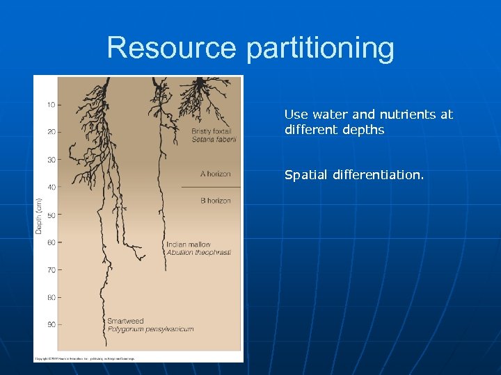 Resource partitioning Use water and nutrients at different depths Spatial differentiation. 