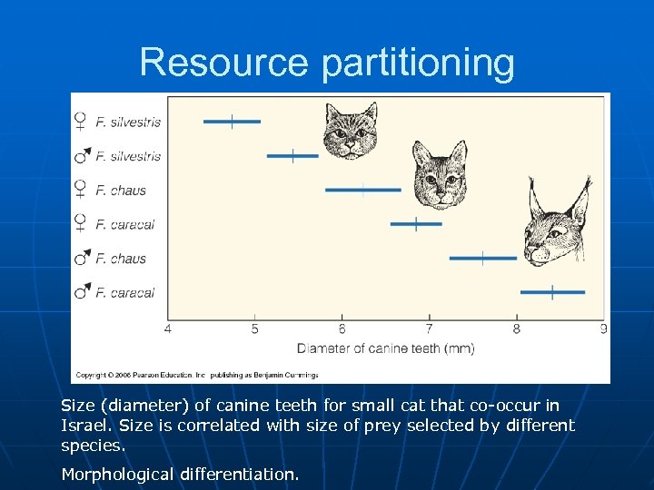 Resource partitioning Size (diameter) of canine teeth for small cat that co-occur in Israel.